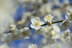 ramo, fiori, Giardino, primavera, il cielo