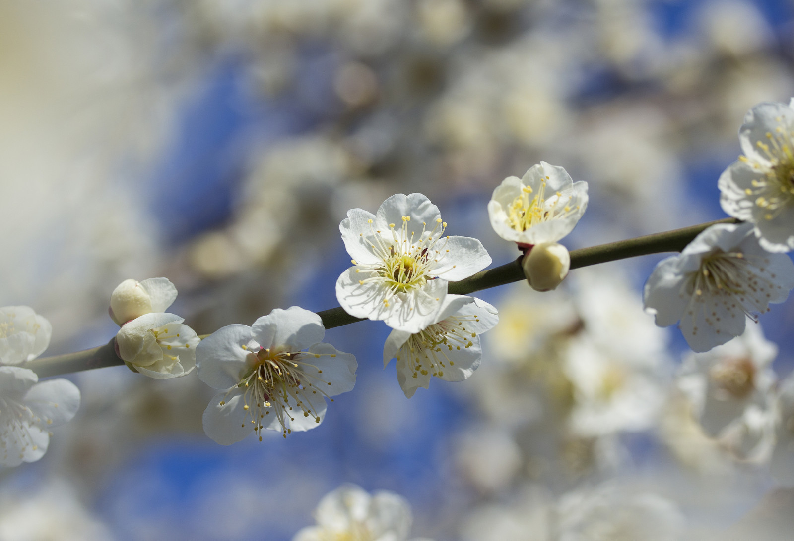 the sky, flowers, spring, branch, Garden