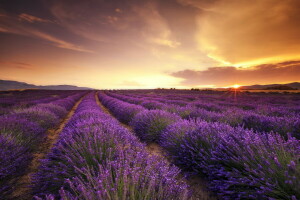 fält, lavendel-, solnedgång