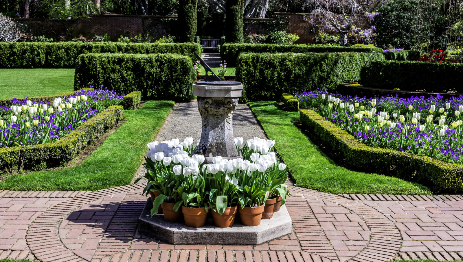 flowers, tulips, USA, lawn, track, Garden, crocuses, the bushes