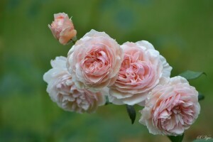 Bud, pétalas, rosas