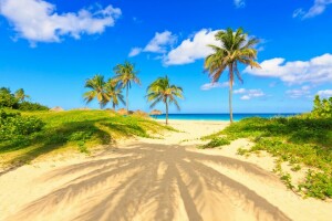 plage, palmiers, paumes, paradis, le sable, mer, rive, été