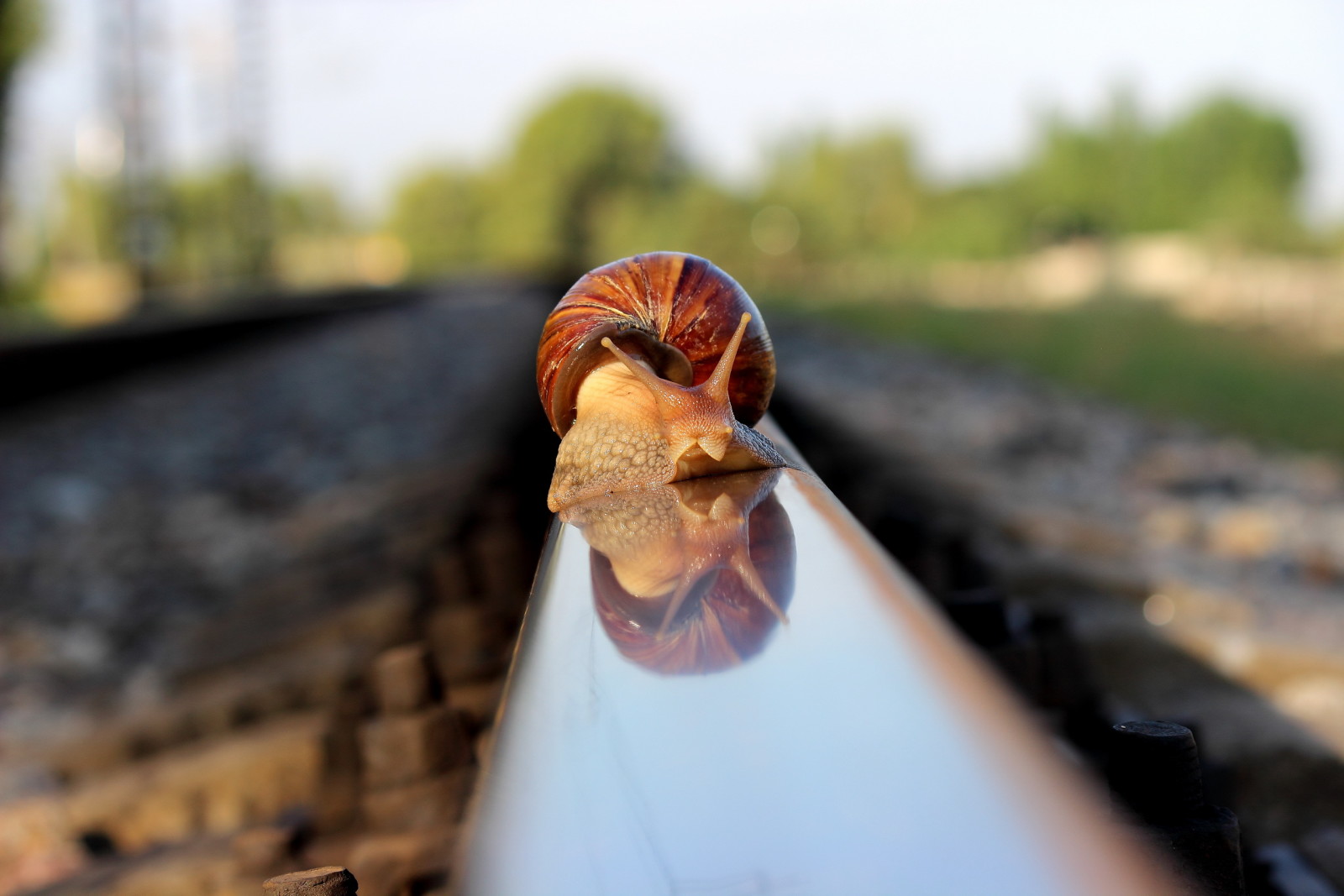 natureza, macro, Caracol