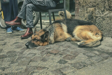 hond, elk, straat