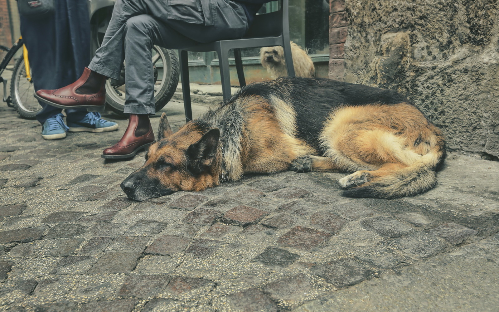 câine, stradă, fiecare