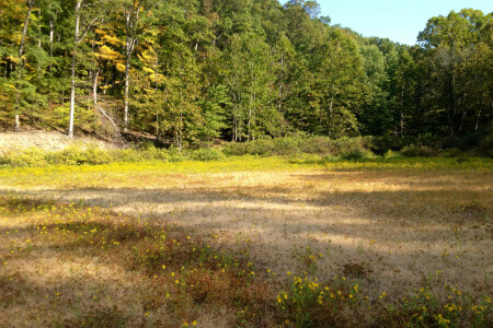 erdő, tisztás, fű, Indiana Állami Park, fák, USA