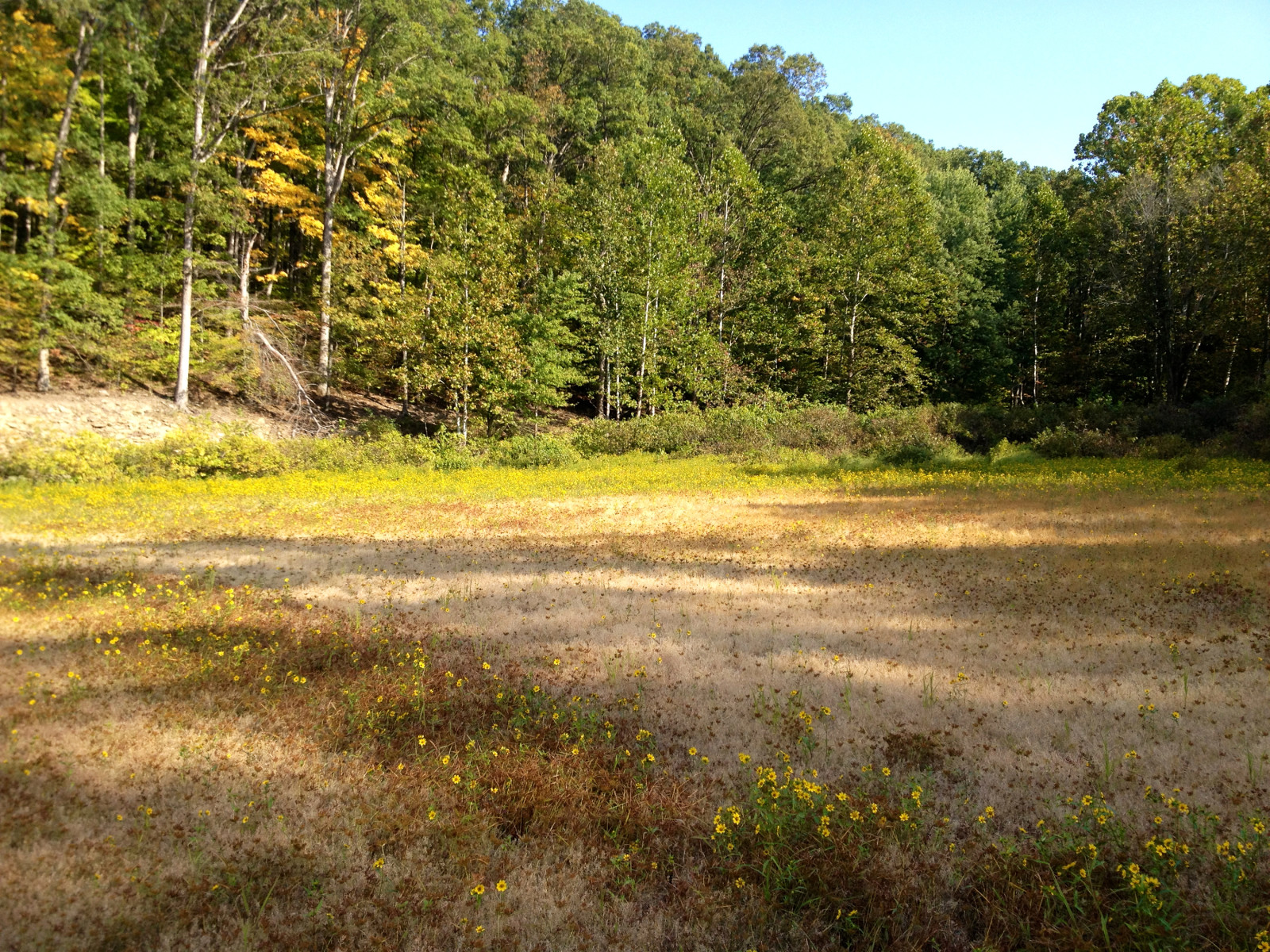 las, trawa, drzewa, USA, polana, Indiana State Park