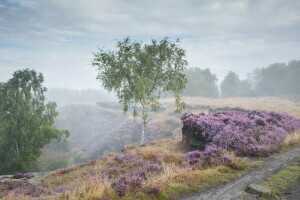 nebbia, mattina, strada