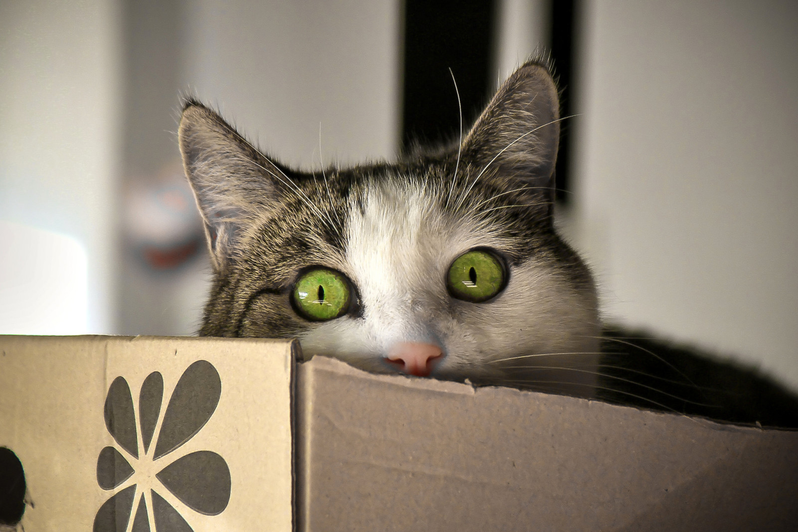 aussehen, Katze, Box, Augen, Koshak