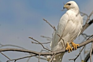 oiseau, branche, prédateur