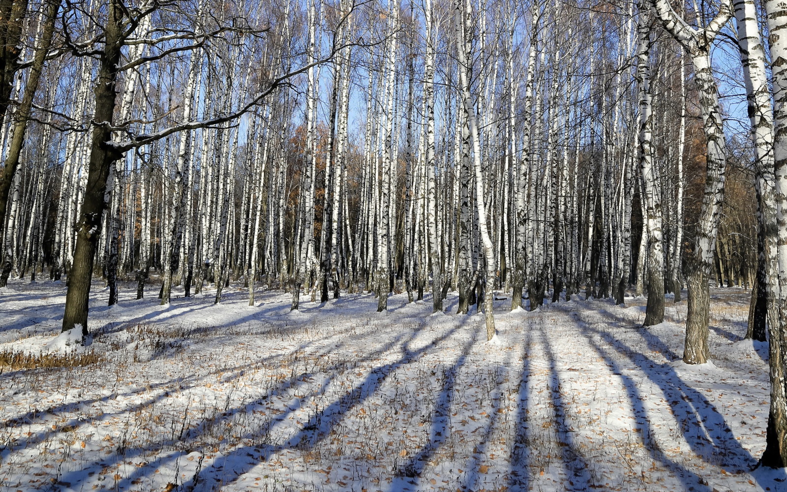 efterår, natur, birk