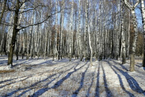 outono, bétula, natureza