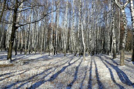 efterår, birk, natur