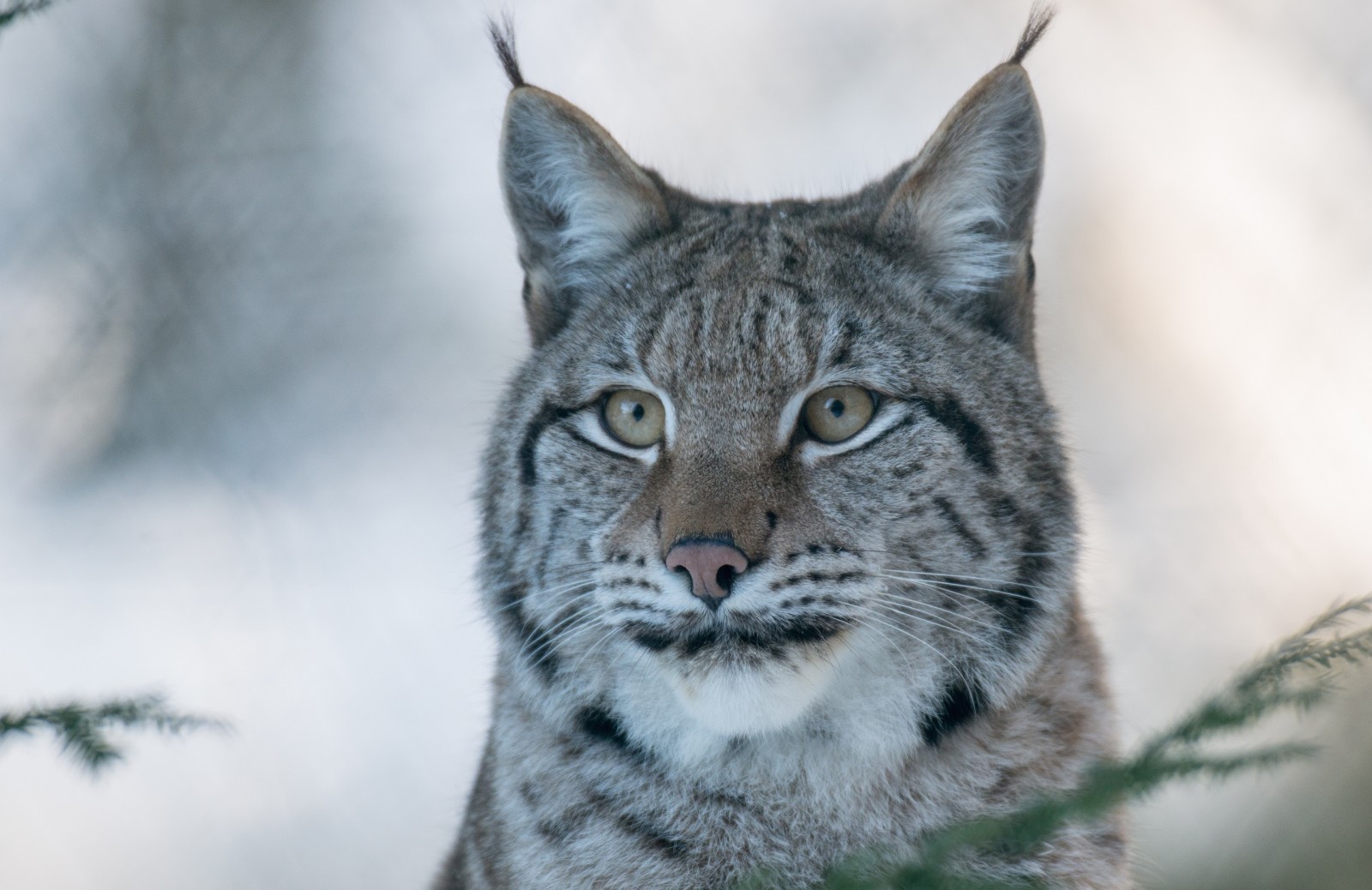 ansikte, porträtt, rovdjur, vild katt, lodjur, (c) P. Meyer