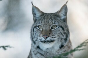 (c) P. Meyer, cara, lince, retrato, depredador, gato salvaje