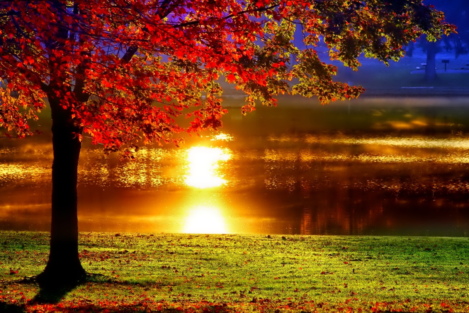 arbre, l'automne, parc, réflexion, étang