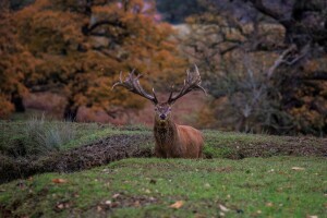 autumn, deer, horns