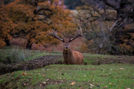 otoño, ciervo, cuernos