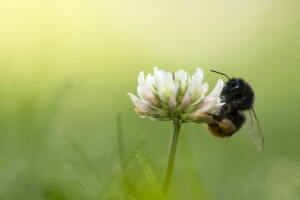 bumblebee, clover, summer