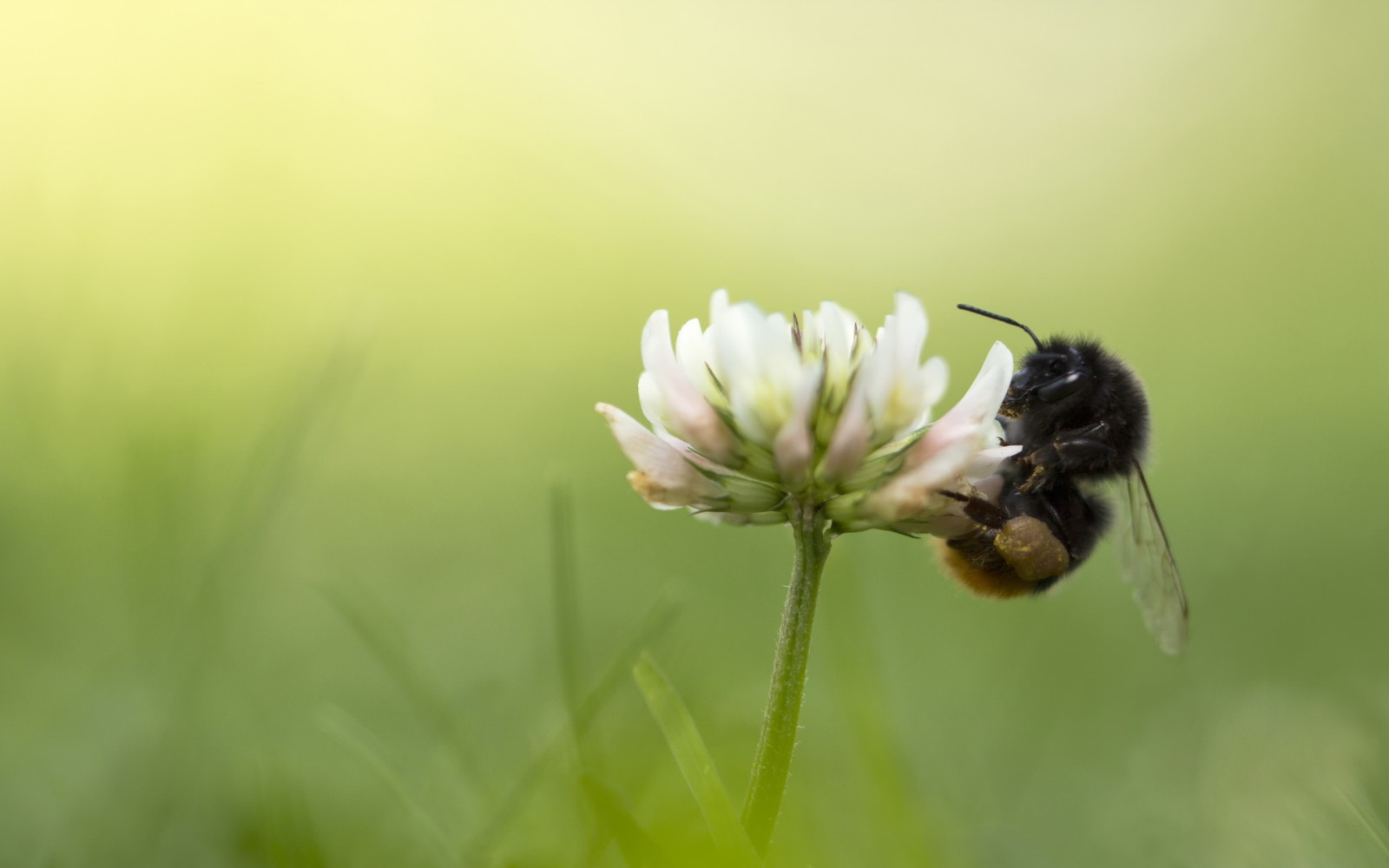 summer, clover, bumblebee