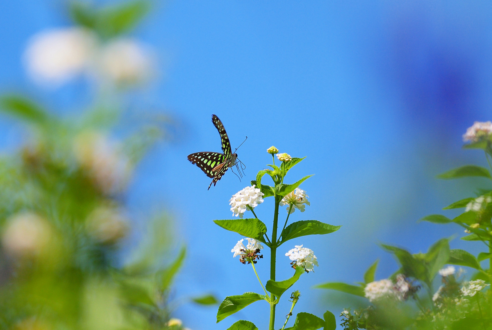 Le ciel, PAPILLON, fleurs, plante, insecte