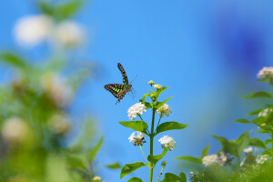 BUTTERFLY, flowers, insect, plant, the sky