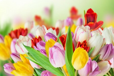 kleurrijk, bloemen, voorjaar, tulpen