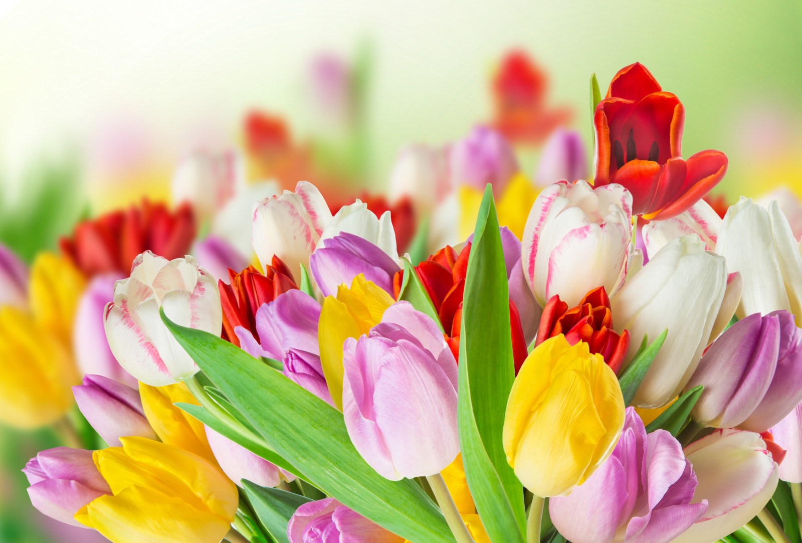 bloemen, voorjaar, tulpen, kleurrijk