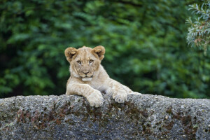 pisică, pui, Kitty, Leu, leu, piatră, © Tambako Jaguarul