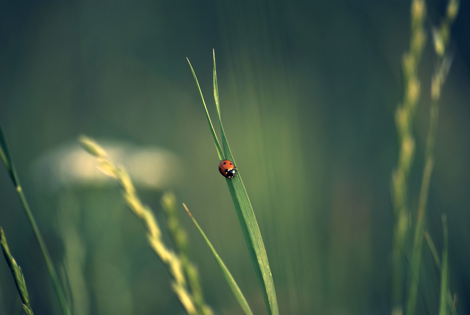 grass, bokeh, insect, spikelets, ladybug