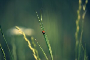 bokeh, trawa, owad, biedronka, kłoski