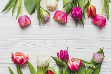 background, flowers, spring, tulips