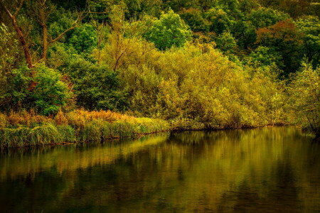 outono, floresta, rio, árvores, Reino Unido