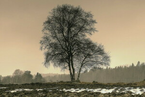 champ, paysage, arbre