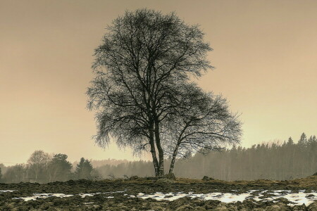 pole, krajina, strom