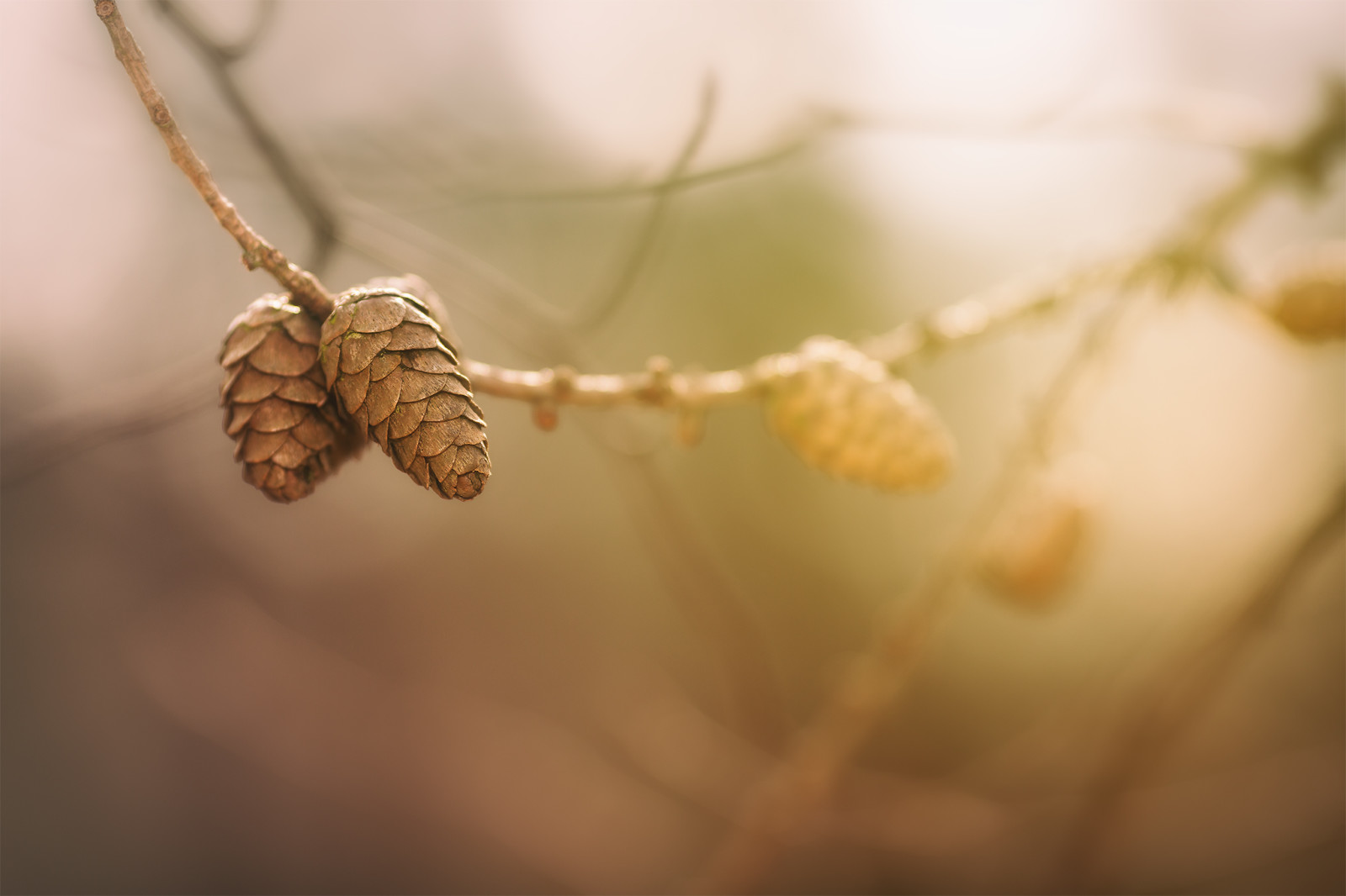 grener, natur, kongler