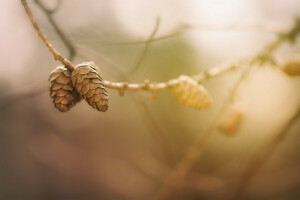 takken, natuur, dennenappels