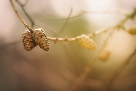 branches, la nature, pommes de pin