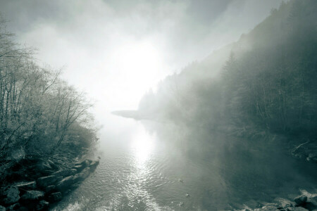 mist, Woud, rivier-, bomen