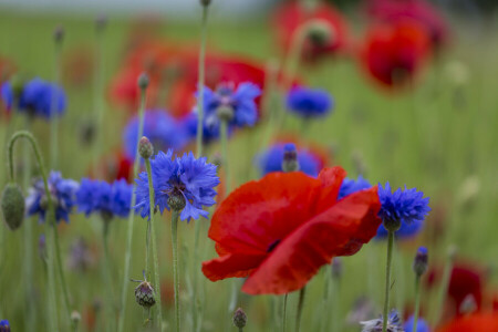 field, grass, Mac, meadow, petals