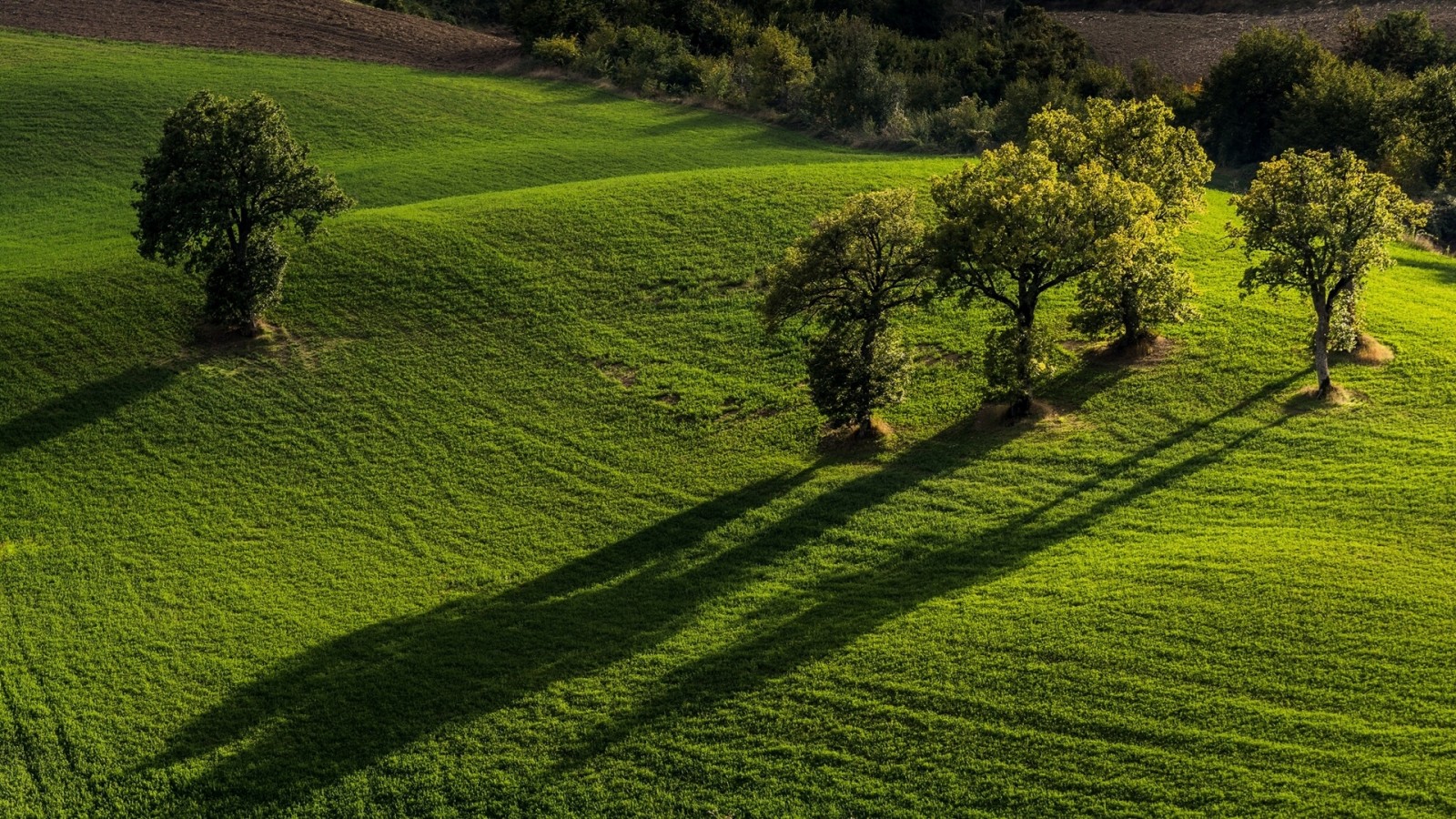 träd, fält, Italien, marche, Monti Sibillini nationalpark, Pievebovigliana