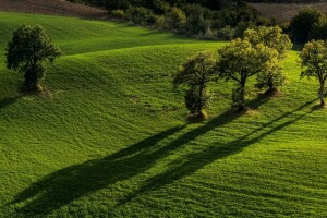 fält, Italien, marche, Monti Sibillini nationalpark, Pievebovigliana, träd