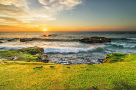 CA, coast, dawn, horizon, moss, sea, Seagull, stones