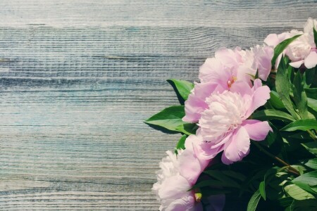 beautiful, bouquet, flowers, peonies, peony, pink, wood