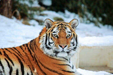 Gesicht, aussehen, Raubtier, Schnee, Tiger