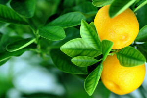 des fruits, feuilles, Des oranges