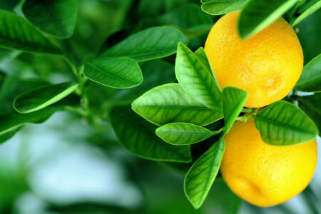 fruits, leaves, Oranges