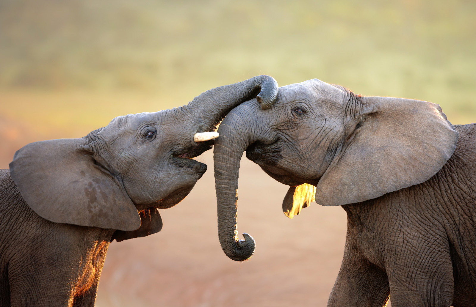 elephants, trunk