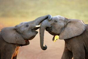 elephants, trunk