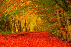 foresta, le foglie, Parco, strada, alberi